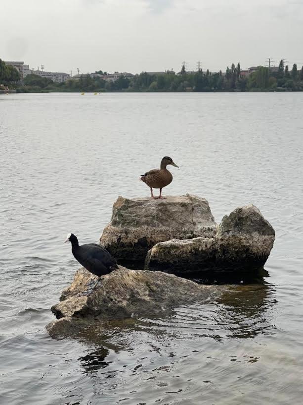 Vue Exceptionnelle Sur Le Lac クレテイユ エクステリア 写真